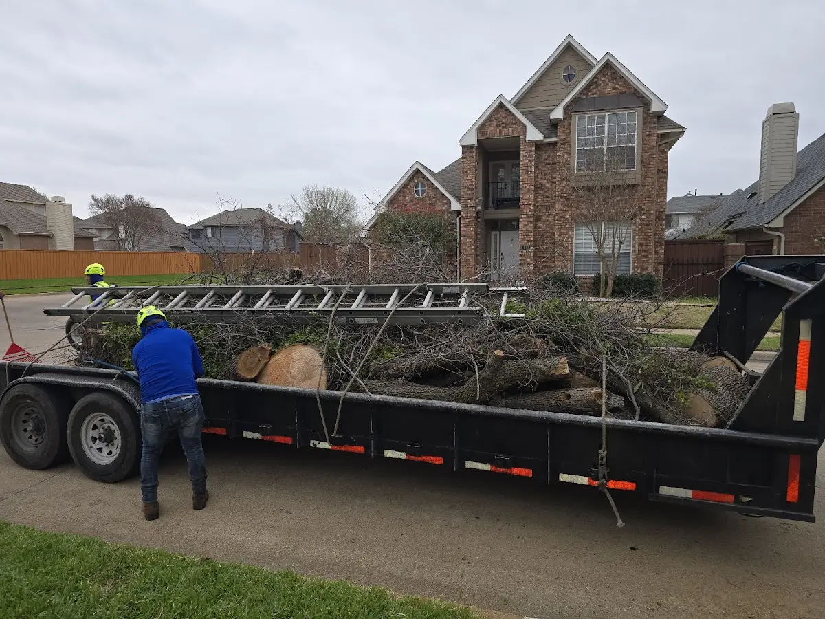 Expert Tree Removal with proper safety equipment in Louisa